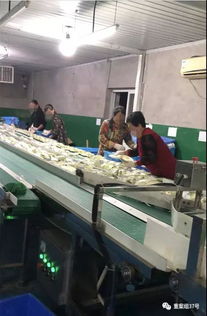 消毒餐具廠衛(wèi)生亂象調(diào)查 食物殘?jiān)逊e、手套污濁，所謂“消毒”服務(wù)存隱患